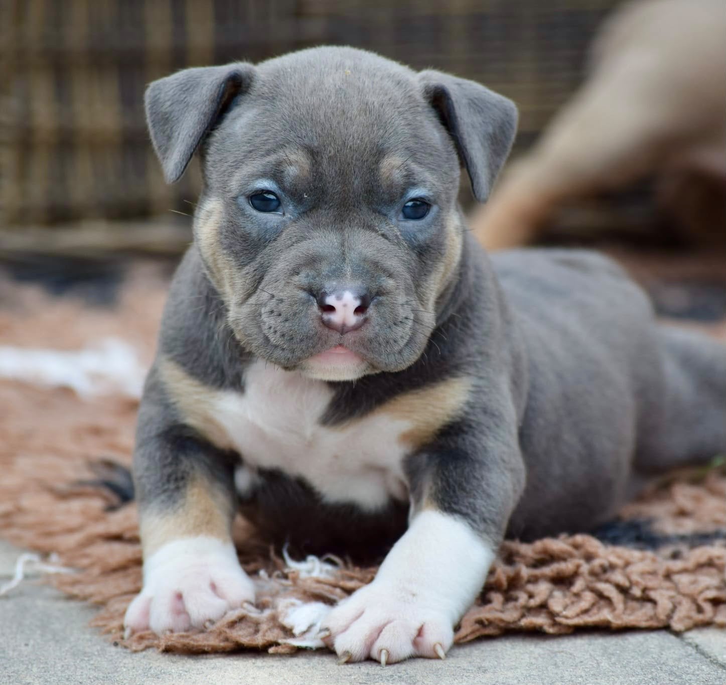 Foto 14 van 🔥American bully pups uit grand champion line, tricolors