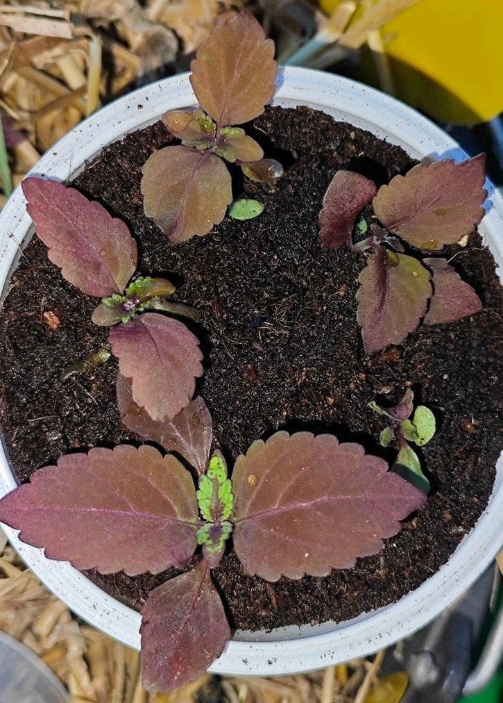 Coleus siernetel zaailingen, Ophalen, Eenjarig, Overige soorten, Volle zon