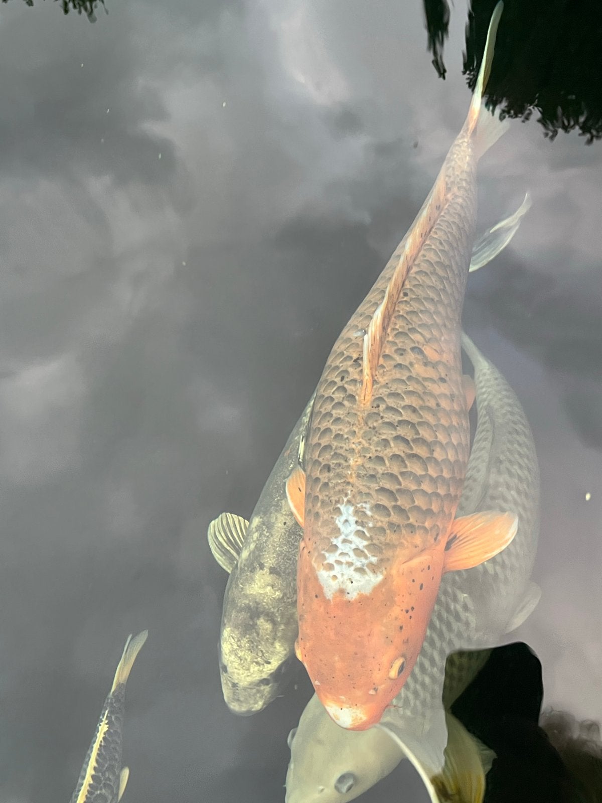 Koi karpers, Dieren en Toebehoren, Vissen | Vijvervissen, Karper of Koi