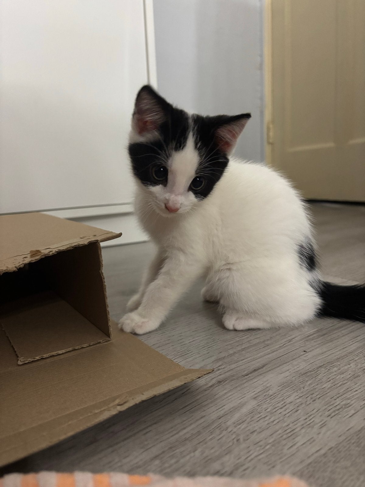 Kittens opzoek naar een nieuw huisje, Meerdere dieren, Ontwormd