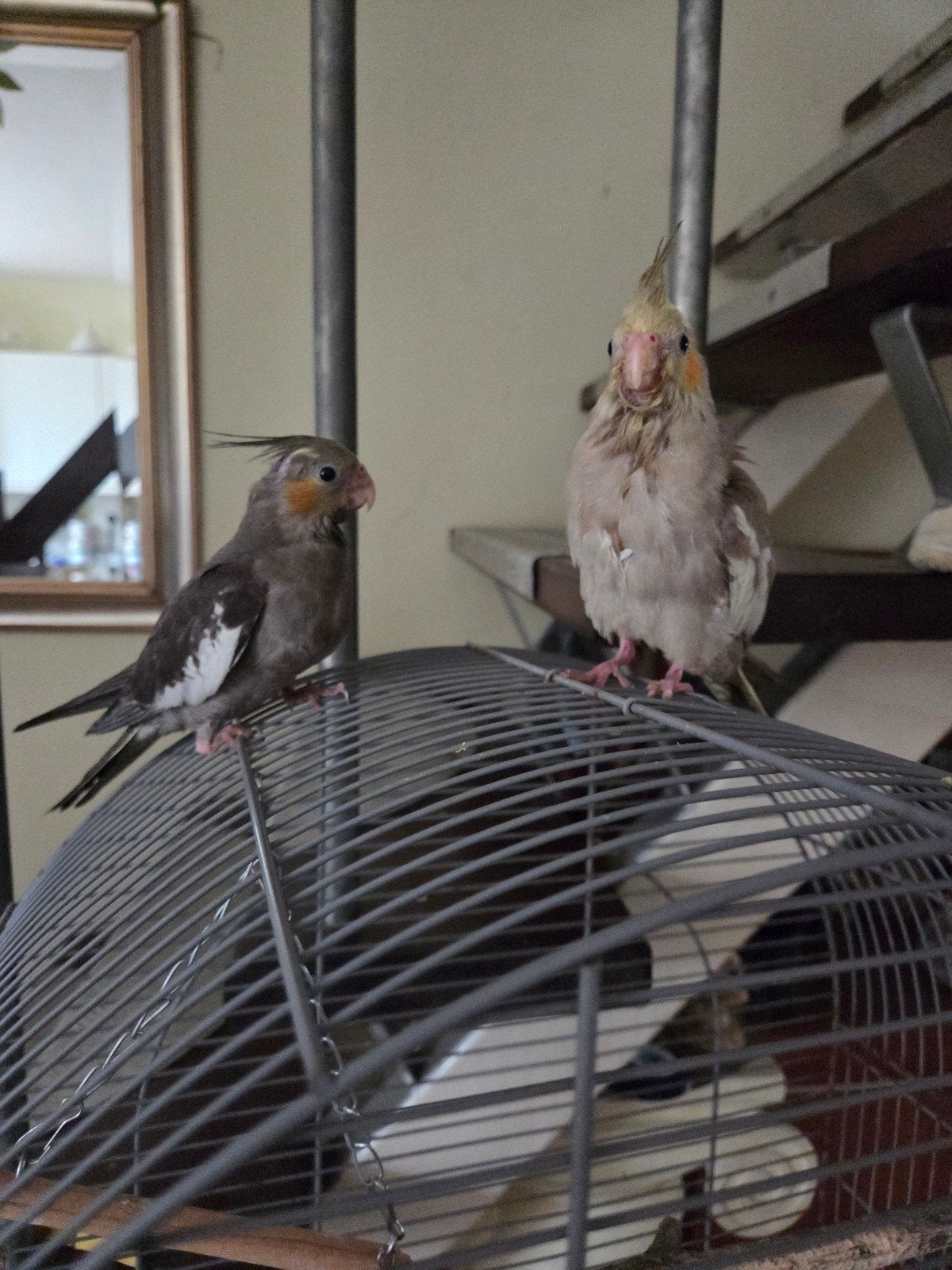 2 jong hand tam valk parkiten 10 weeken oud  beginnen te ete, Dieren en Toebehoren, Vogels | Parkieten en Papegaaien, Meerdere dieren
