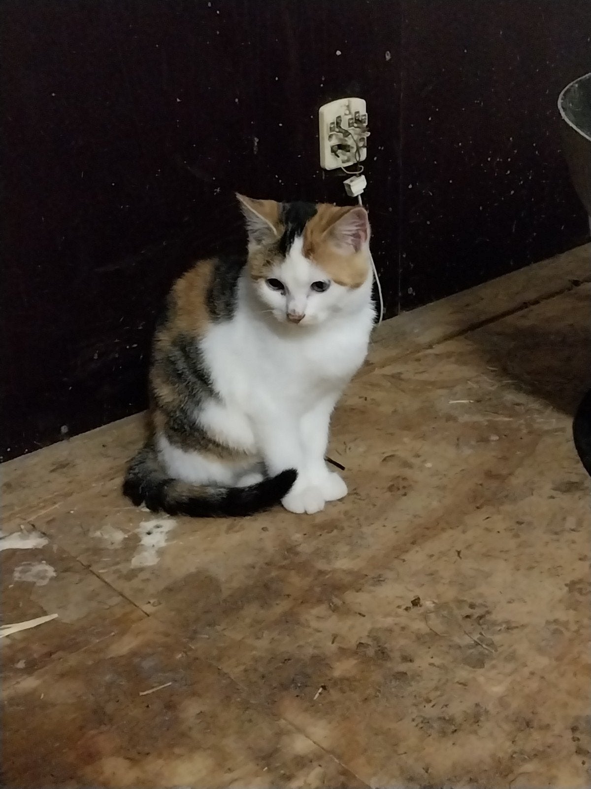 Poesje op zoek naar een leuk baasje!, Poes, Kortharig, 0 tot 2 jaar