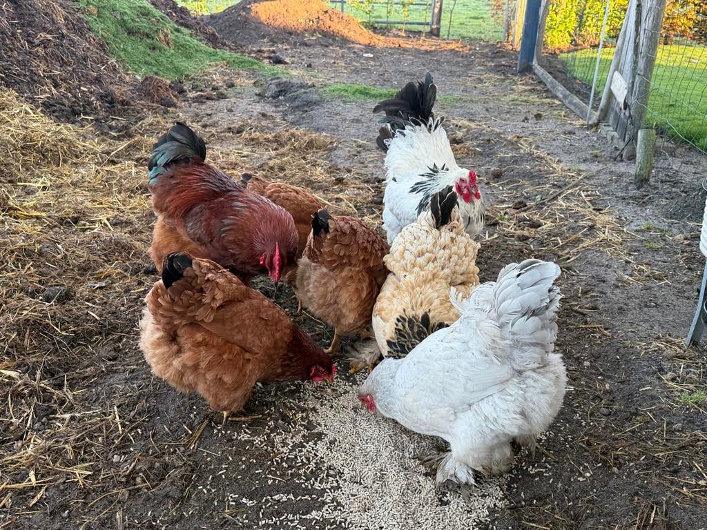Wyandotte Brahma 5 Hennen Met Haan, Dieren en Toebehoren, Meerdere dieren, Kip