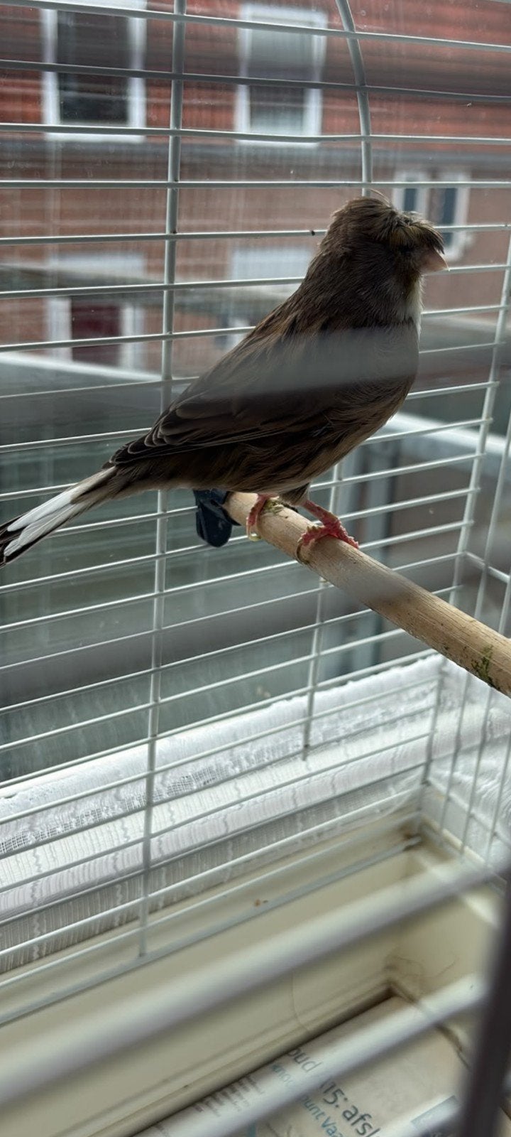 Te koop mooie glosters kuif kanarie, Vrouwelijk, Zangkanarie