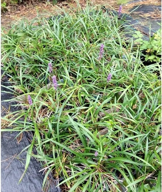 leliegras / lirope muscari, Ophalen, Bodembedekkers, Vaste plant, Halfschaduw