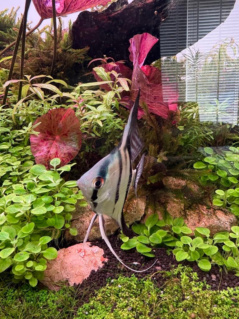 Maanvissen te koop, Dieren en Toebehoren, Vissen | Aquariumvissen, Vis