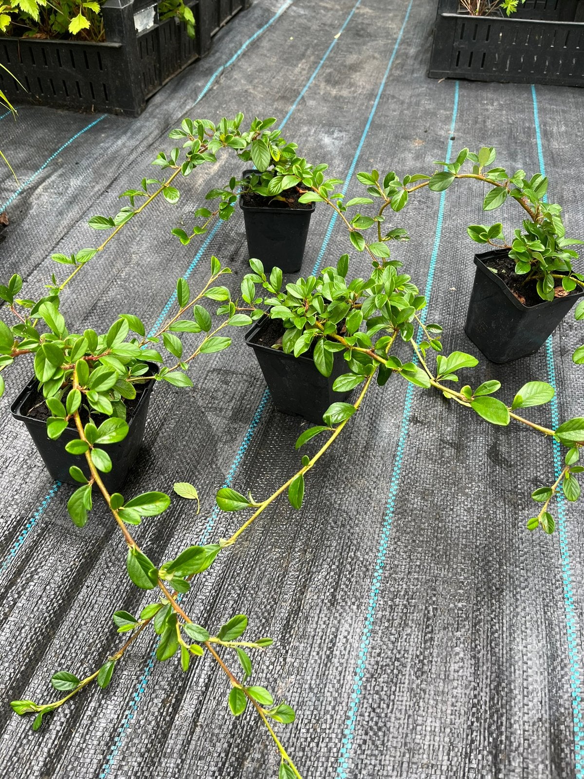 Cotoneaster dammeri / Dwergmispel - AANBIEDING- In P9 pot🌿, Tuin en Terras, Planten | Tuinplanten, Ophalen of Verzenden, Overige soorten