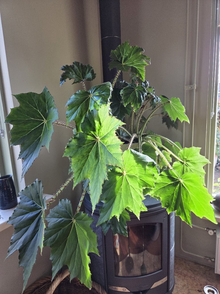 Grote Begonia plant in pot, Ophalen, Overige soorten, Halfschaduw, In pot