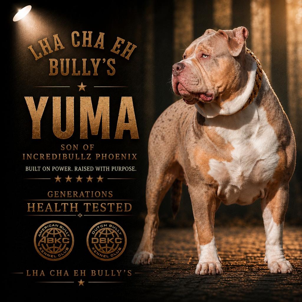 American bully XL Blue tri Dekreu *Getest *ABKC, Dieren en Toebehoren, Parvo, Eén hond, 3 tot 5 jaar, Nederland