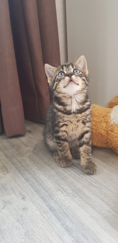 Lieve kittens, Dieren en Toebehoren, Meerdere dieren, Kortharig, 0 tot 2 jaar