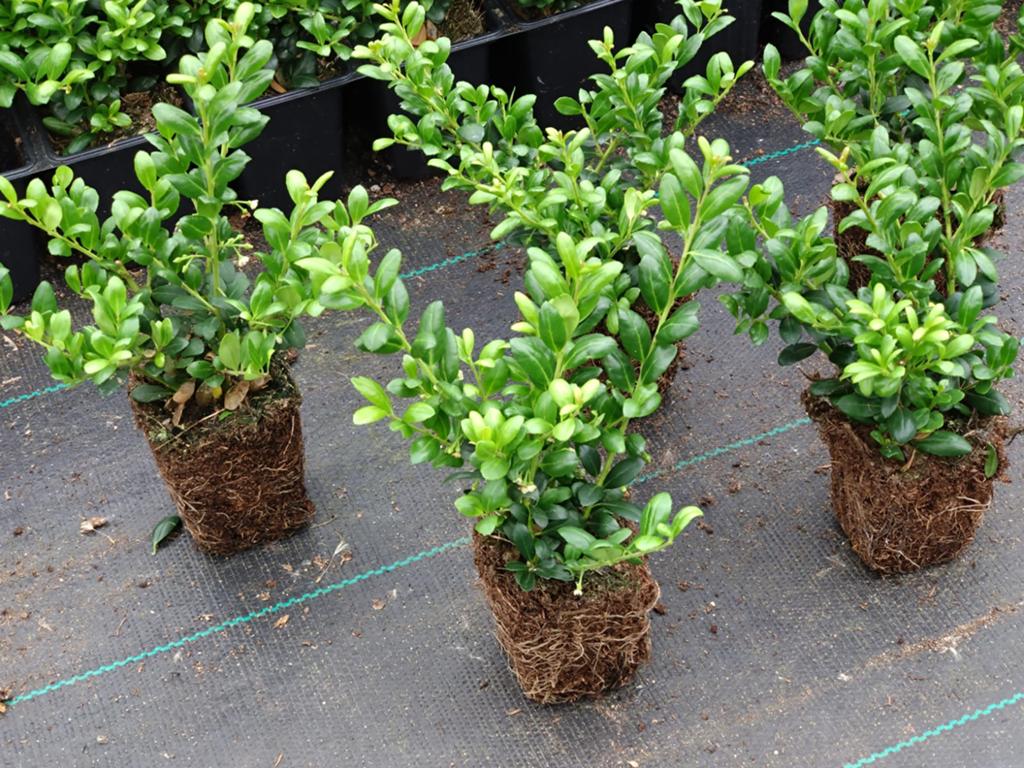 Ilex (Buxus vervangend)  - Ideaal voor haag of vormsnoei, Tuin en Terras, Planten | Tuinplanten, Vaste plant, Bloeit niet, Halfschaduw