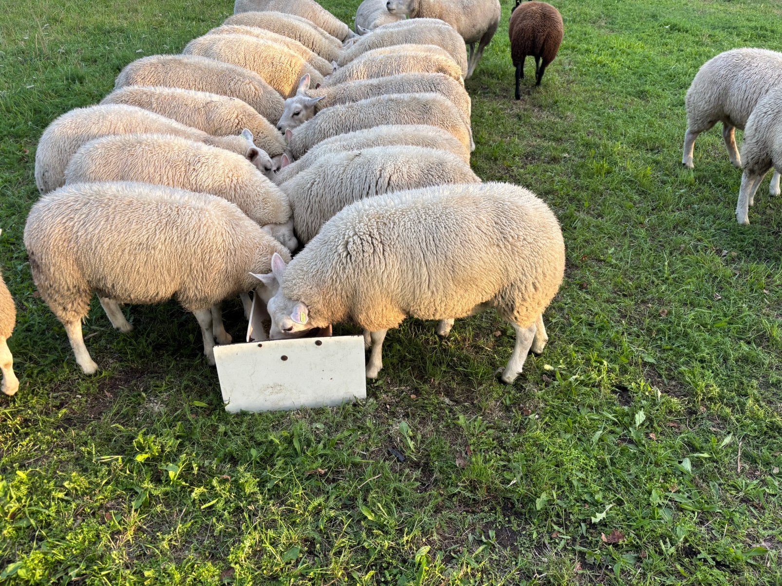 Ooilammeren van februari/maart, Vrouwelijk, Schaap