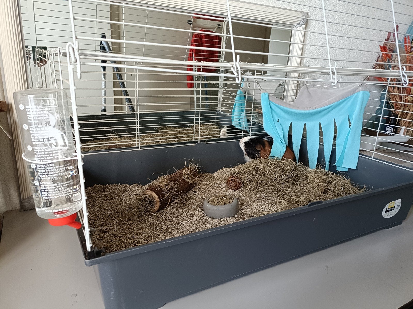 Cavia, hok en accessoires gratis af te halen., Ophalen, Gebruikt, Kooi, Cavia