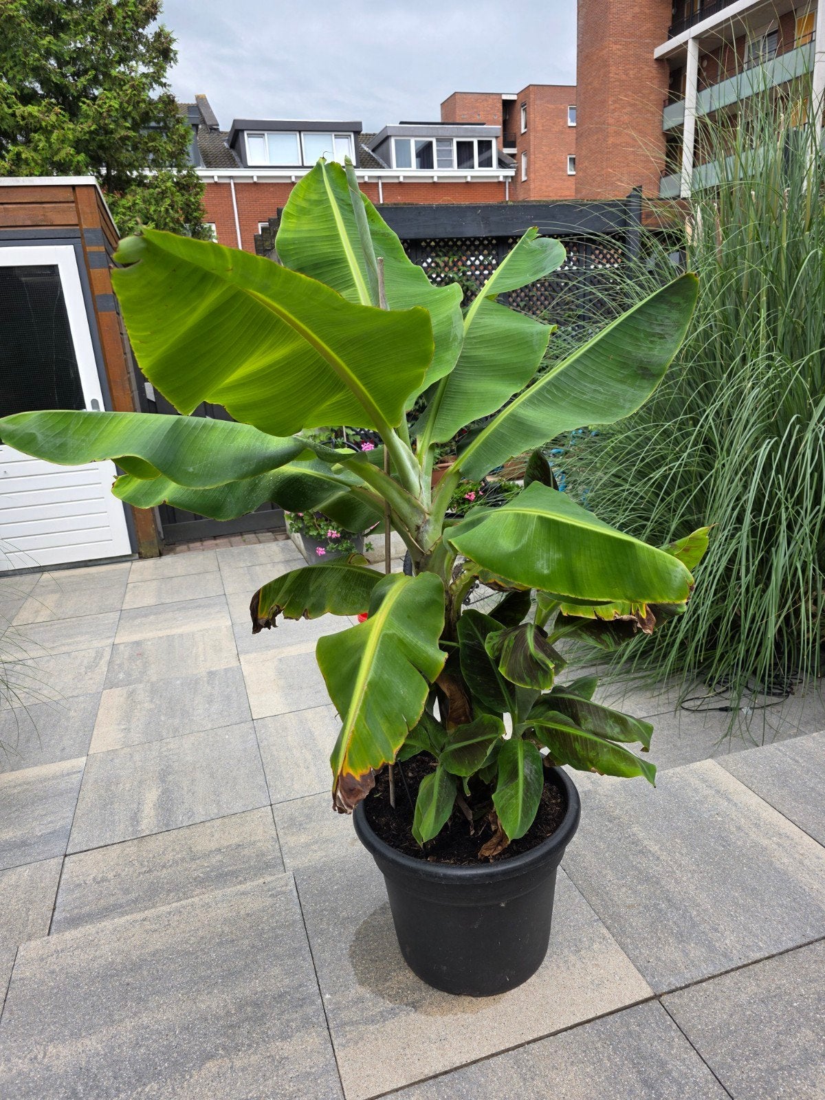 Bananenplant (Musa) - circa 160cm, niet winterhard, Ophalen, Overige soorten, Volle zon