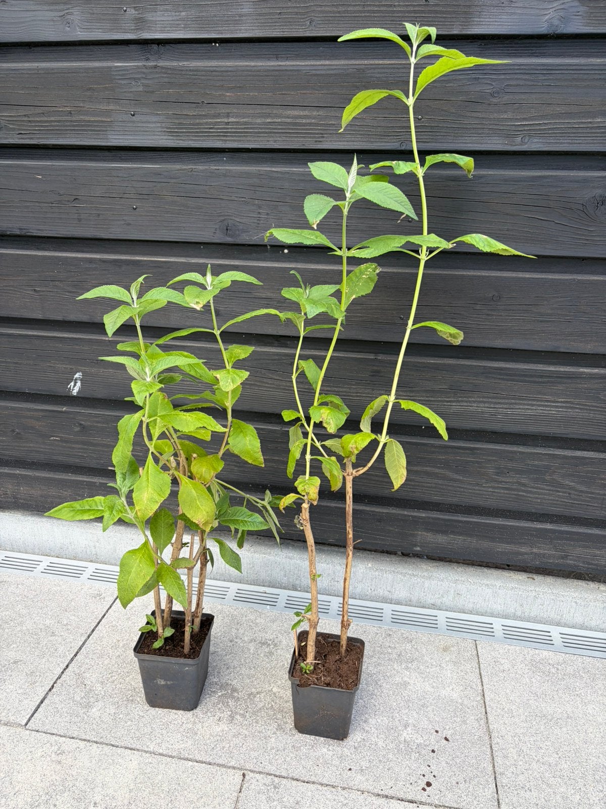 Vlinderstruik - 2 beschikbaar, Ophalen, Vlinderstruik, Struik, Minder dan 100 cm