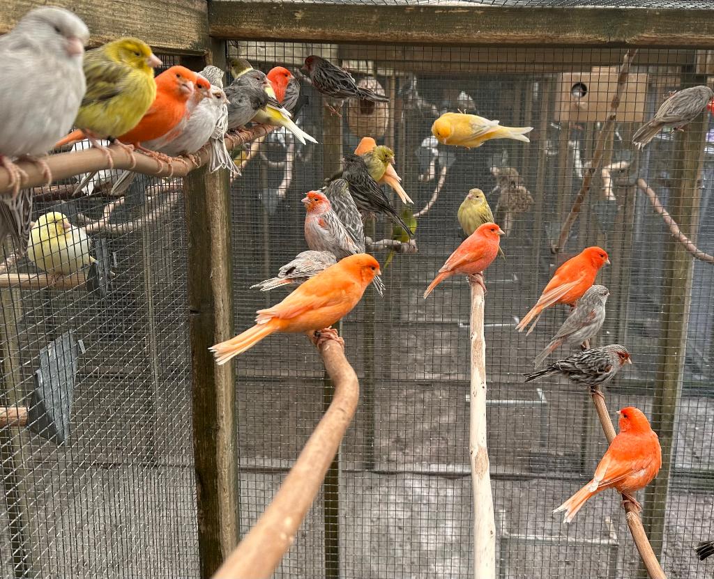 Kanaries verschillende kleuren, Dieren en Toebehoren, Vogels | Kanaries, Meerdere dieren, Kleurkanarie