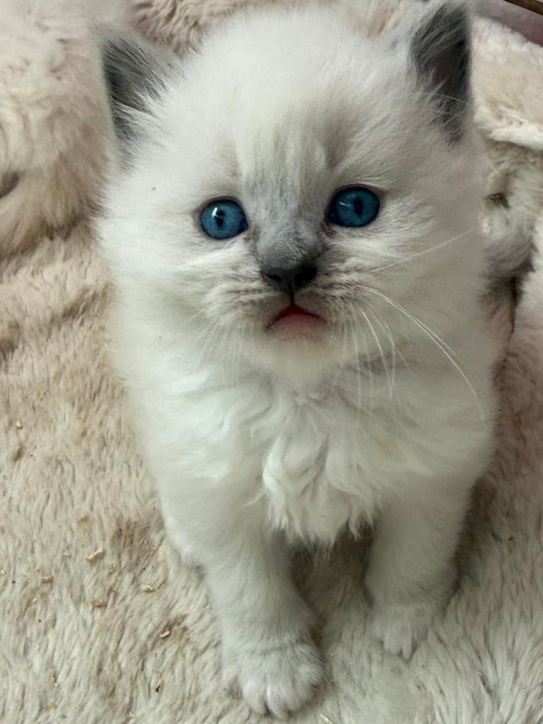 Ragdoll raszuiver, Meerdere dieren, Gechipt, 0 tot 2 jaar