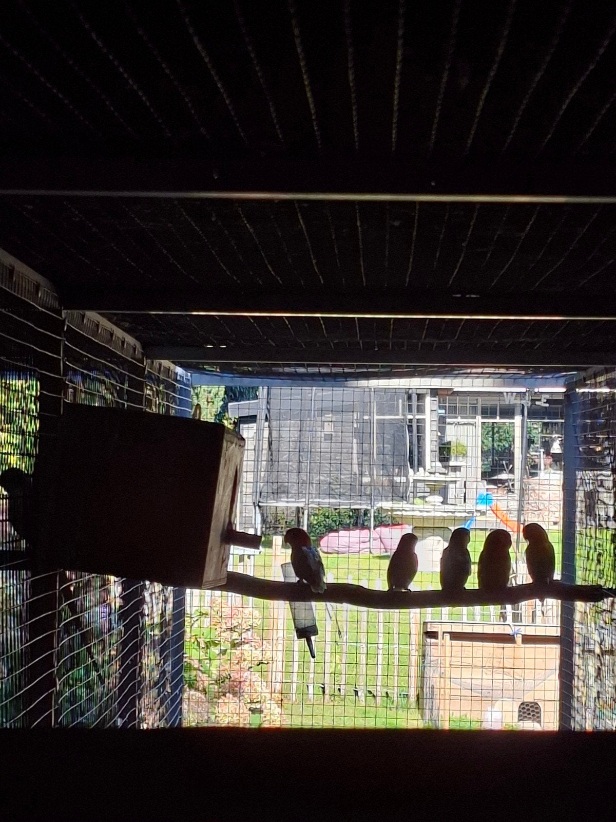 agapornissen, Dieren en Toebehoren, Geslacht onbekend, Parkiet