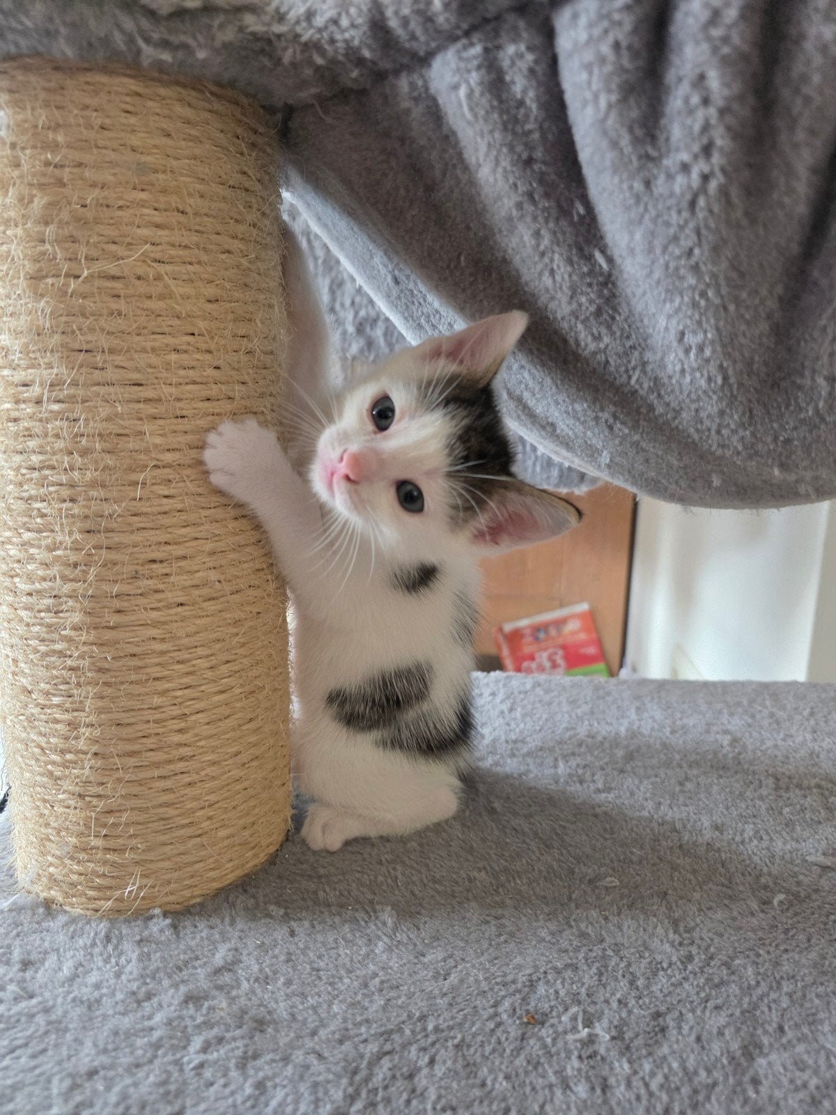 schattige kitten! wit met cypers grijs/zwart jong katertje, Dieren en Toebehoren, Katten en Kittens | Overige Katten, Kater, Kortharig