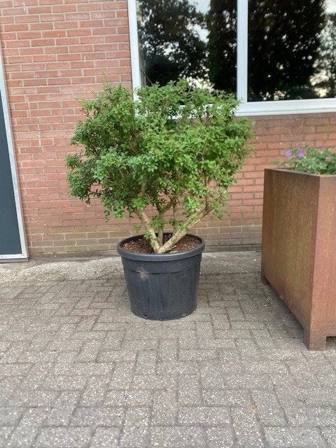Te koop Meerstammige osmanthus burkwoodi, Ophalen, Volle zon, Overige soorten