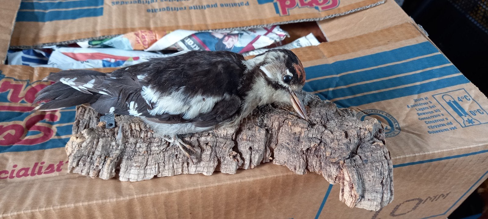 Opgezette Kleine Bonte Specht op kurk  mannetje 16 cm groot, Ophalen of Verzenden, Vogel, Opgezet dier