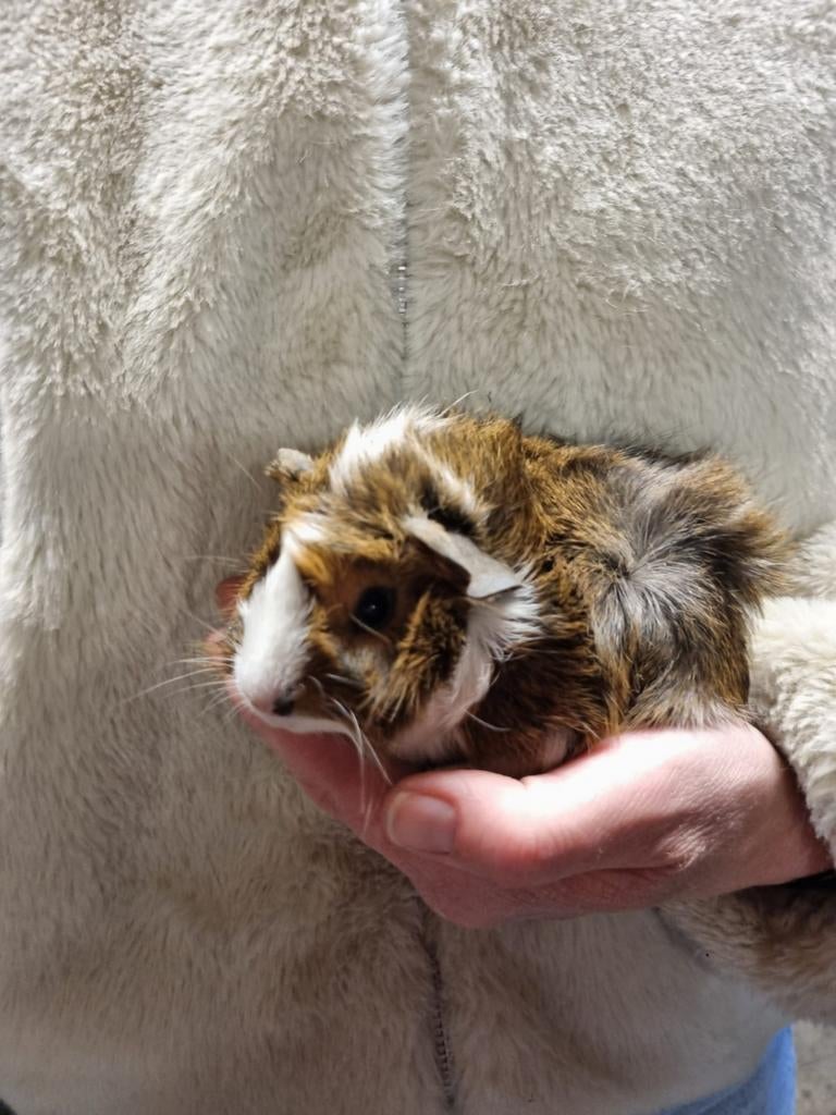 Cavia jonkies beertjes/mannen, Januari, Mannelijk, Cavia