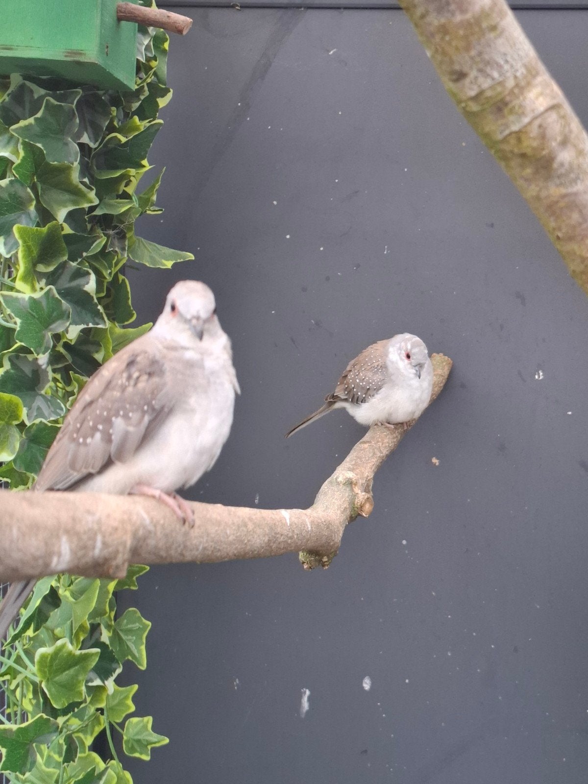 Bonte diamantduiven, Meerdere dieren
