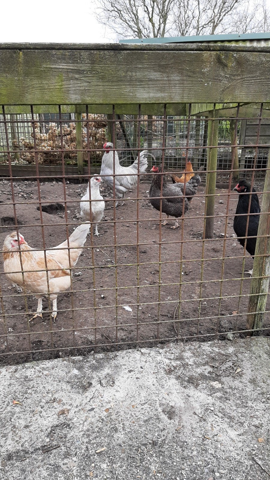 Aracauna broedeieren t/m week 30, Geslacht onbekend, Kip