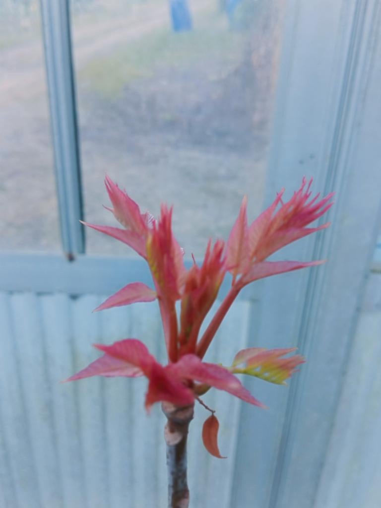 Cedrela Sinensis 'Flamingo' - Chinese Ceder, Tuin en Terras, Planten | Bomen, Bloeit niet, Overige soorten, 100 tot 250 cm, Ophalen