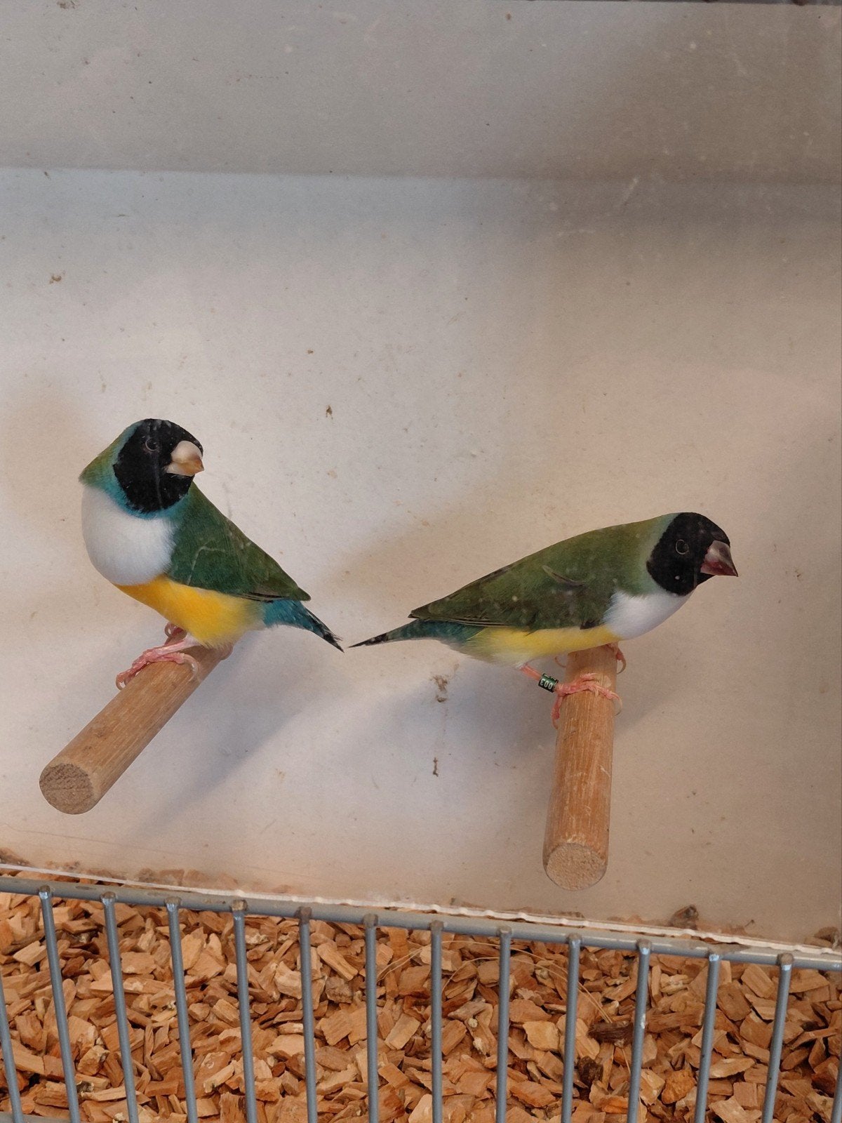 Te koop koppel gouldamadines, Meerdere dieren, Geringd