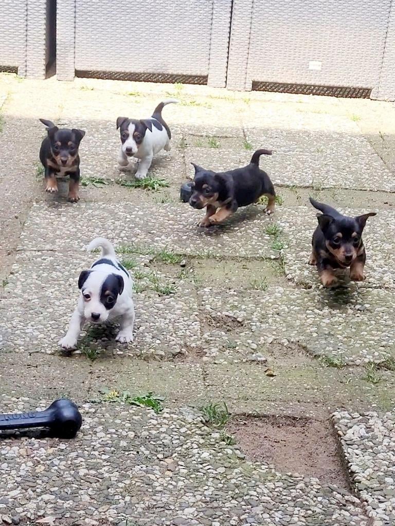 Black & tan en Driekleur Jack Russell / Russel pups, Dieren en Toebehoren, Honden | Jack Russells en Terriërs, Meerdere dieren