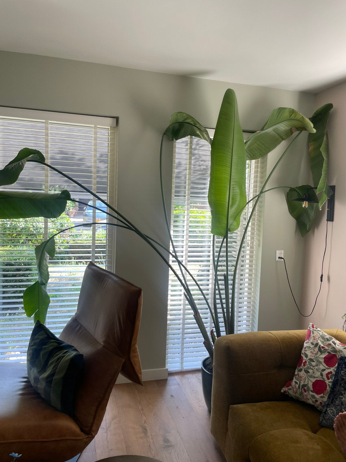Prachtige grote waaier strelitzia, Huis en Inrichting, Ophalen, Halfschaduw, 200 cm of meer