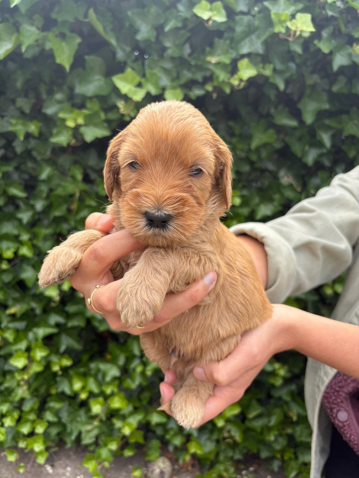 Labradoodle pups medium, 8 tot 15 weken, Parvo, Meerdere, Meerdere dieren