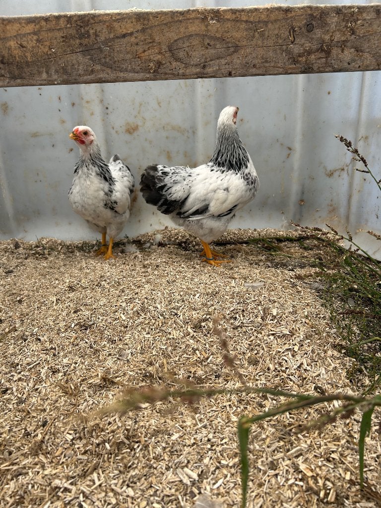 Sussex kriel haantjes, Dieren en Toebehoren, Mannelijk, Kip