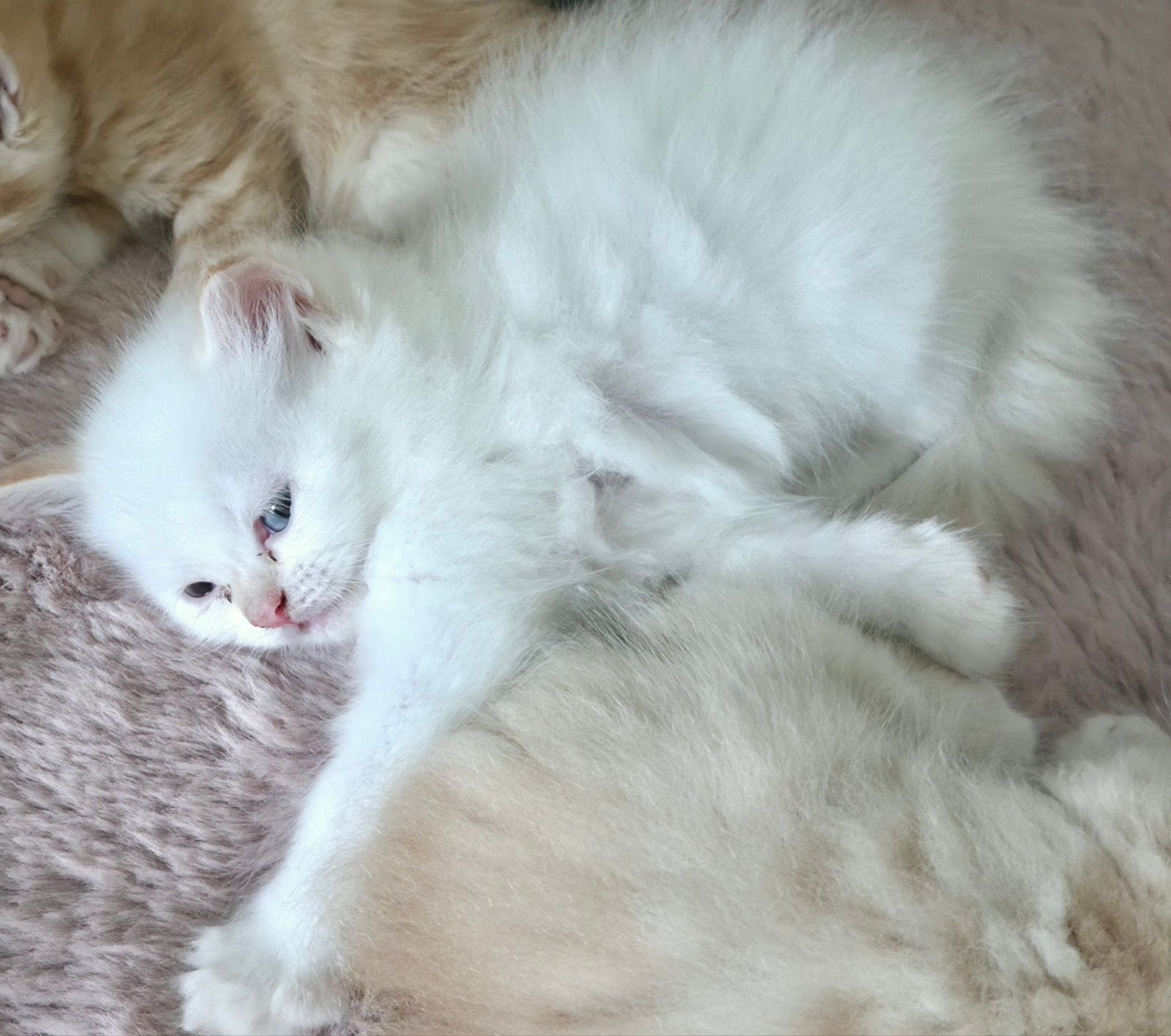 katten en kittens, Dieren en Toebehoren