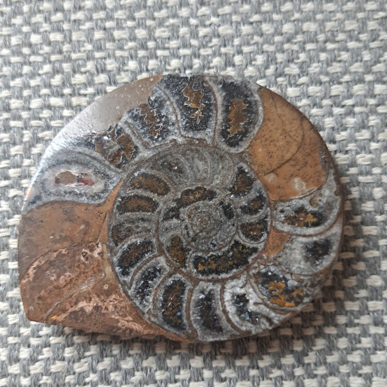Prachtige gefossiliseerde Ammoniet, Ophalen of Verzenden, Fossiel