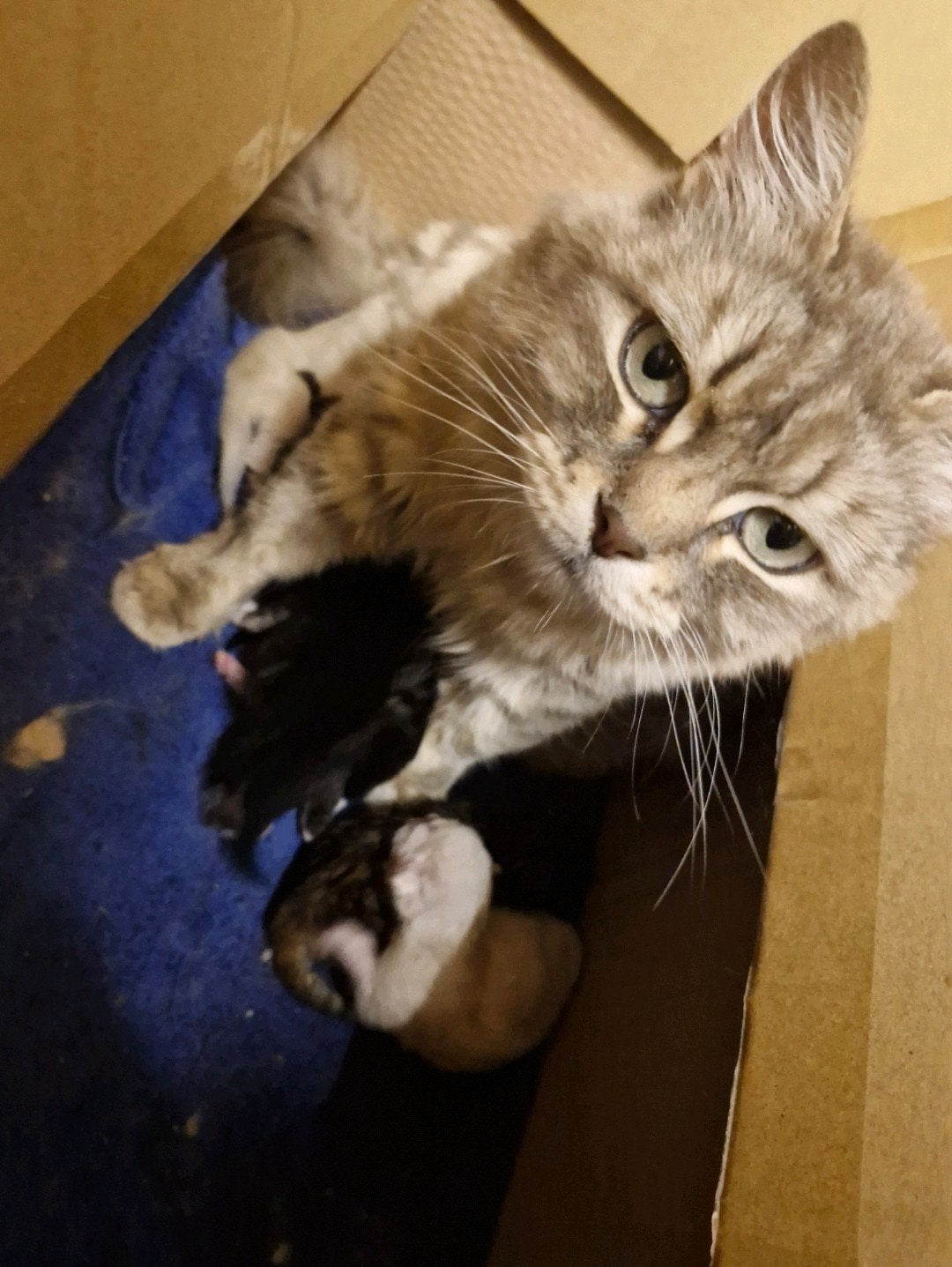 Black tabby en black Siberische kittens, Dieren en Toebehoren, Katten en Kittens | Raskatten | Langhaar, Meerdere dieren