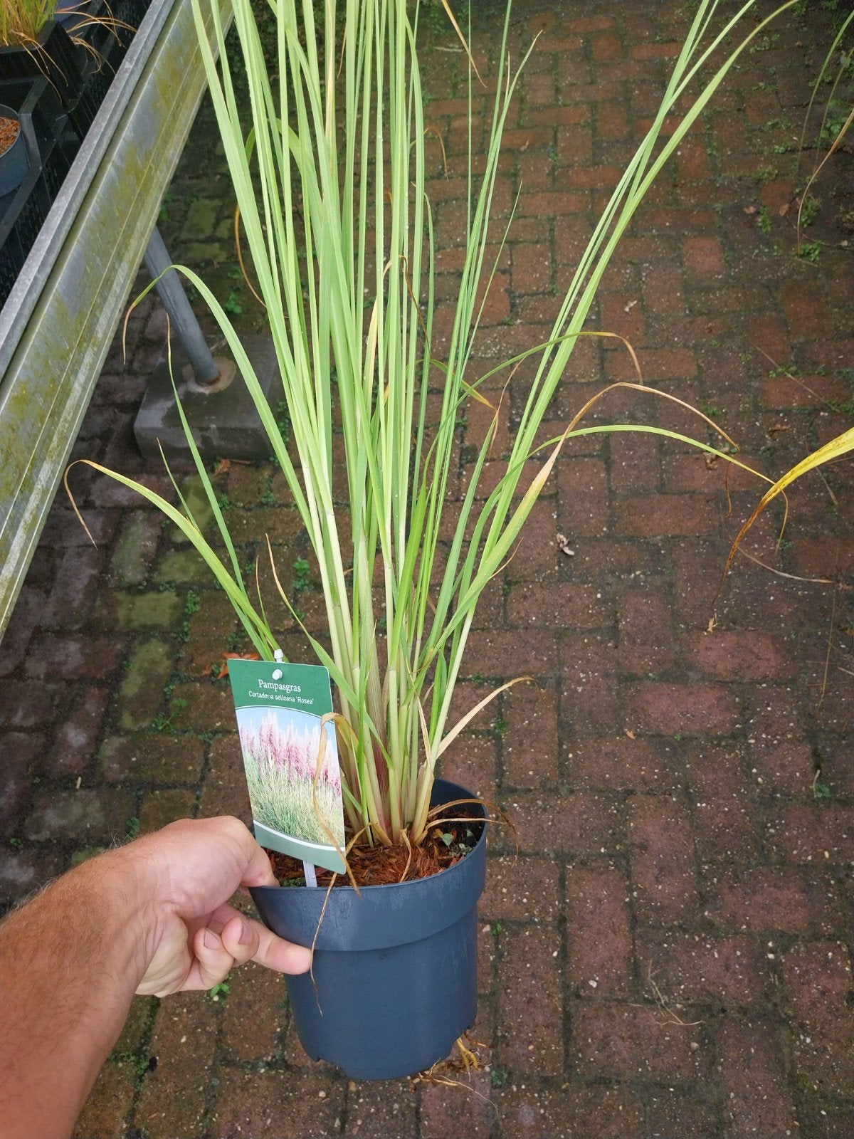 Cortaderia rosea - Roze Pampasgras, Ophalen, Volle zon, Vaste plant, Siergrassen