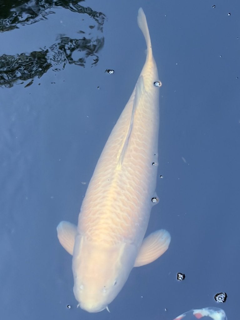 Karashigoi, Dieren en Toebehoren, Karper of Koi
