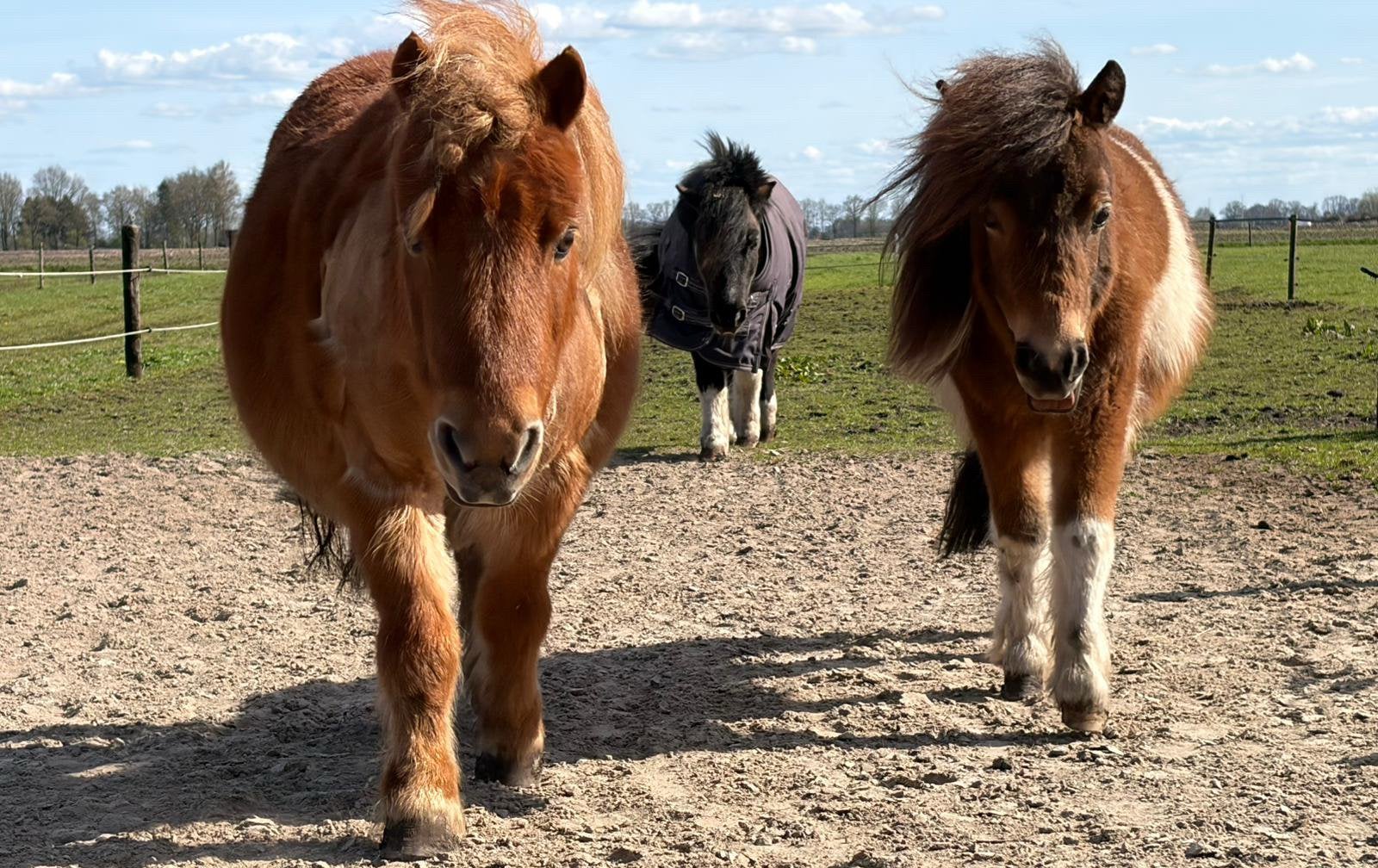 Verzorger gezocht voor 3 shetlanders, Dieren en Toebehoren, Ophalen of Verzenden