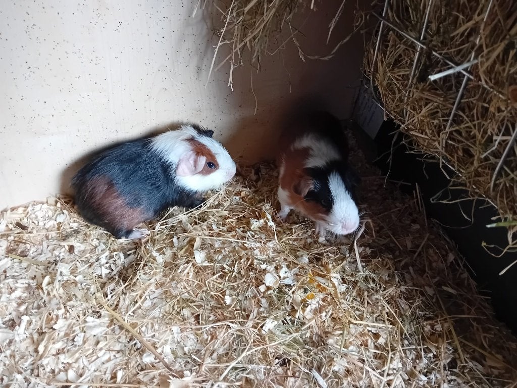 Cavia te koop, Dieren en Toebehoren, Cavia, Mannelijk, Juli, Tam