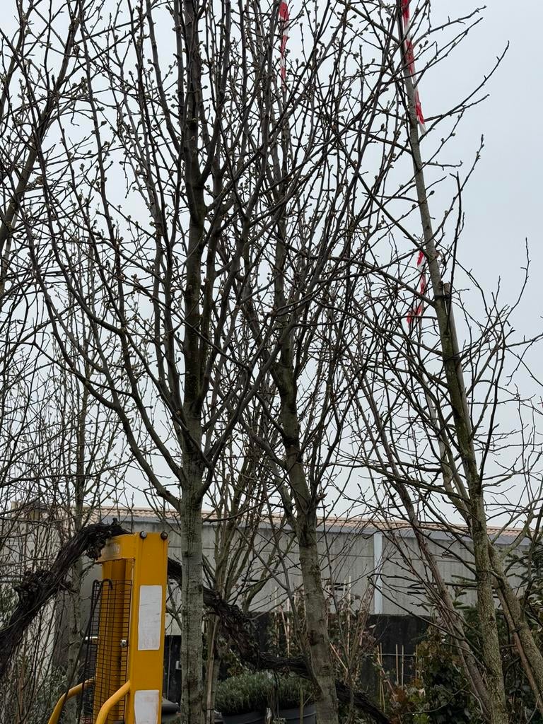 Sierpeer pyrus cantelier hoogstaan vol in bloei hoog 4,5-5, Ophalen, Volle zon, Overige soorten