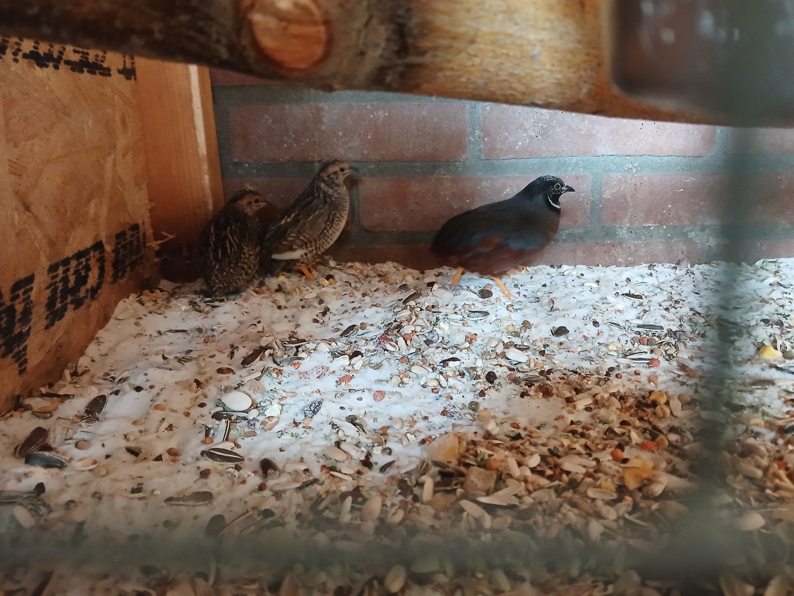 3tal chinese dwergkwartels, Dieren en Toebehoren, Reptielen en Amfibieën, Hagedis, 0 tot 2 jaar