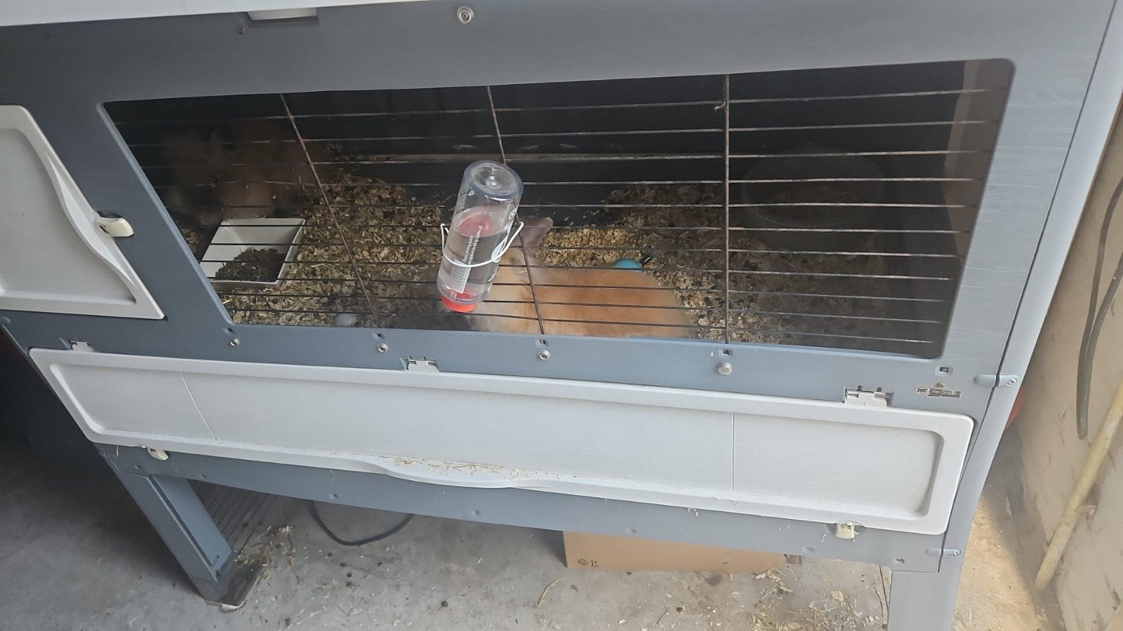 2 lieve teddy konijntjes met hok, Dieren en Toebehoren, Konijnen, Meerdere dieren