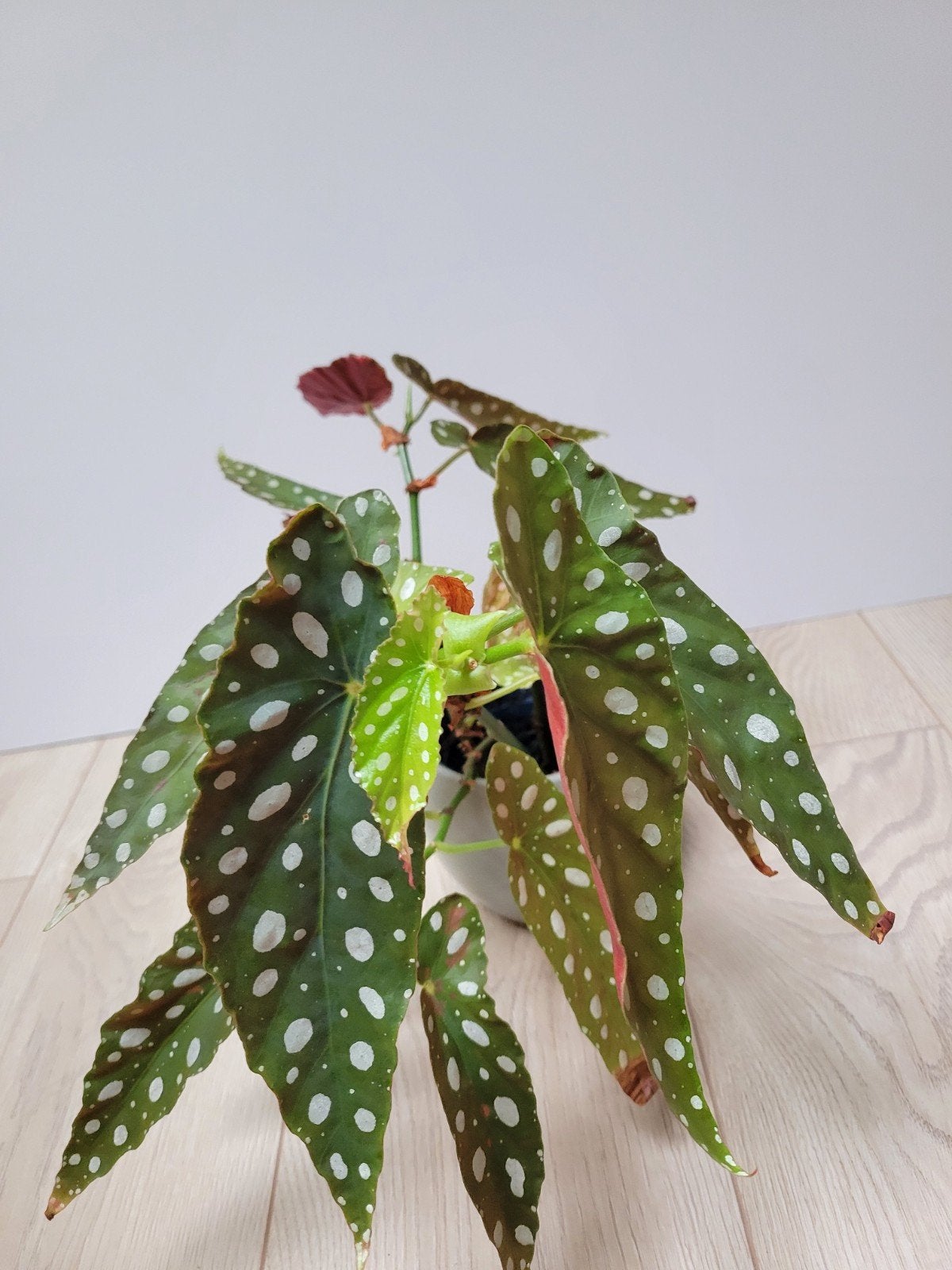 Begonia Maculata - Polka Dot Begonia, Tuin en Terras, Overige soorten, Vaste plant, Ophalen of Verzenden, Bloeit niet
