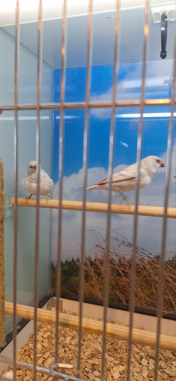 mooi koppel diamantvinken, Meerdere dieren, Tropenvogel