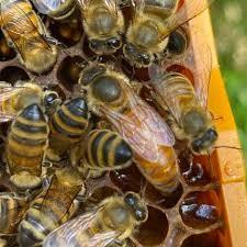 Bevruchtte buckfast f1 koninginnen te koop, Dieren en Toebehoren, Bijen