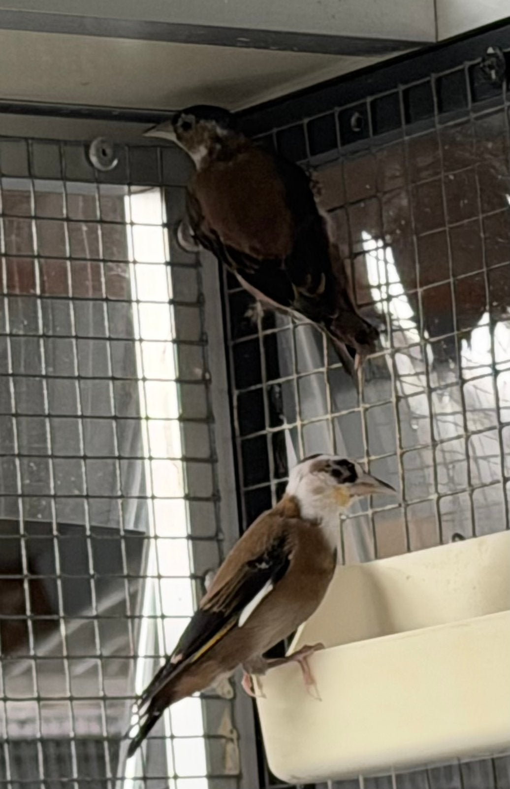 Kleine putter black Parva 2026 geringd, Dieren en Toebehoren, Vogels | Overige Vogels, Meerdere dieren, Wildzangvogel, Geringd