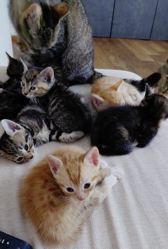 8 schattige kittens zoeken een warm thuis, Dieren en Toebehoren, Meerdere dieren, 0 tot 2 jaar
