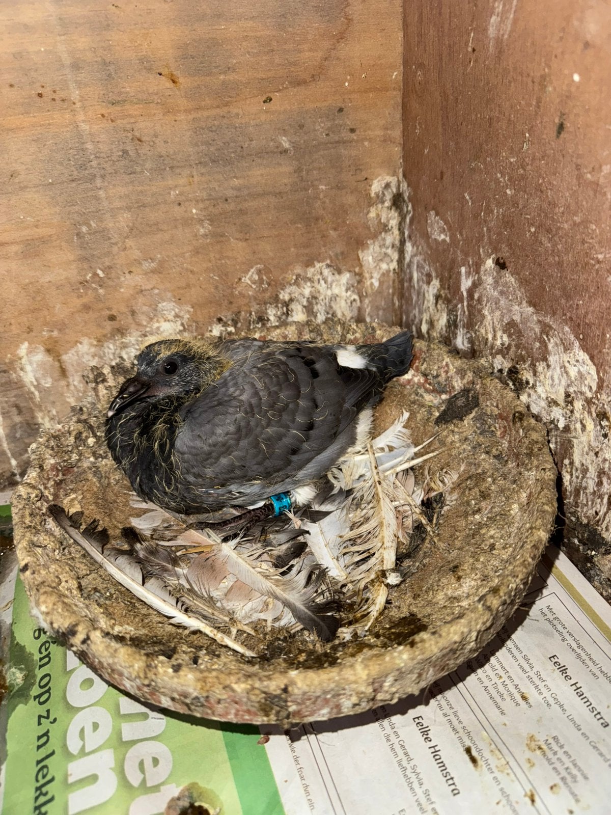 Jonge duif, Dieren en Toebehoren, Vogels | Duiven, Postduif, Mannelijk